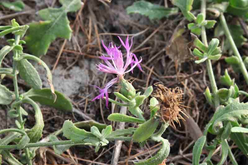 Centaurea sphaerocephala